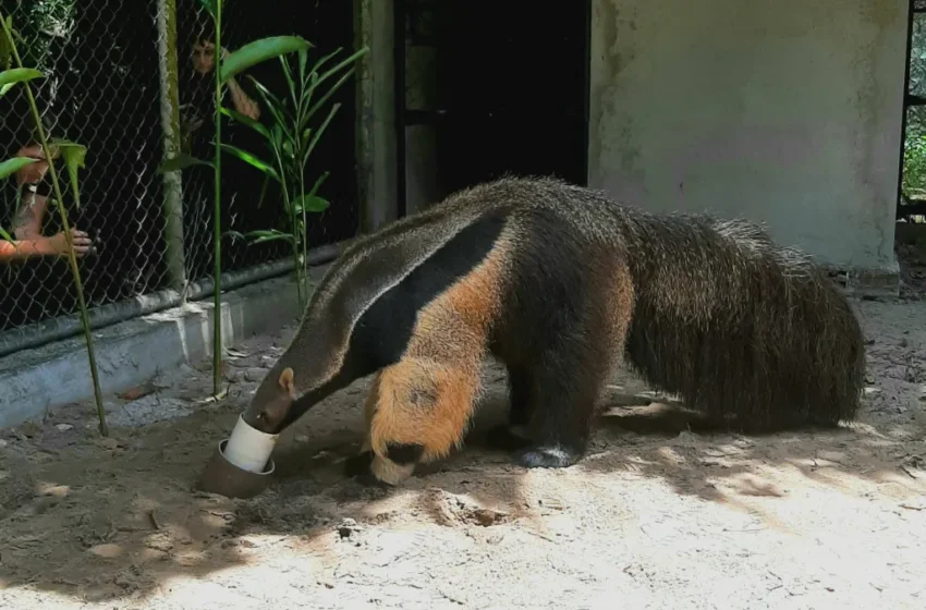  Parque Zoobotânico Arruda Câmara recebe tamanduá-bandeira como novo habitante