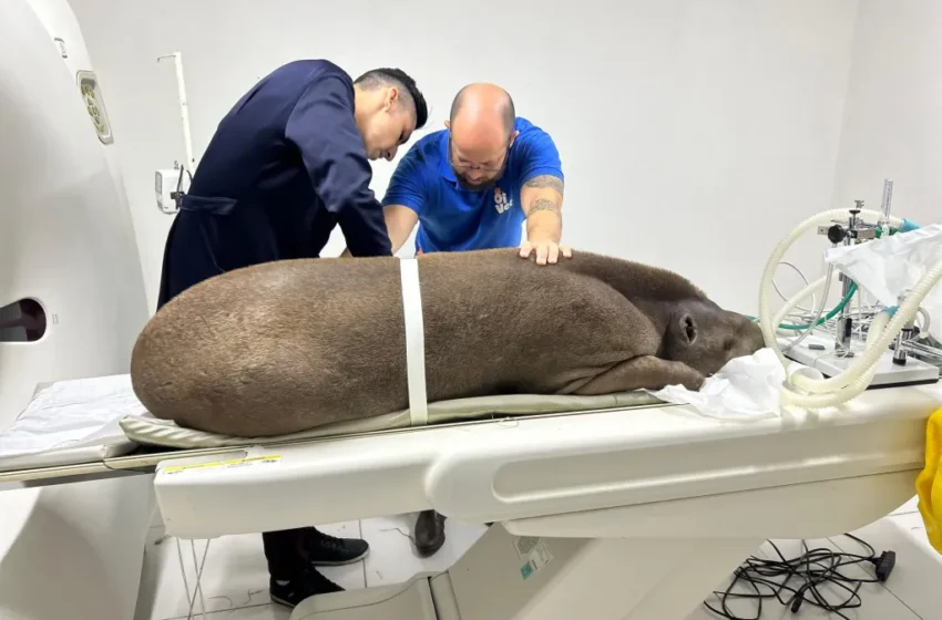  Equipe do Parque Arruda Câmara oferece cuidados a anta ferida por queimaduras e atropelamento