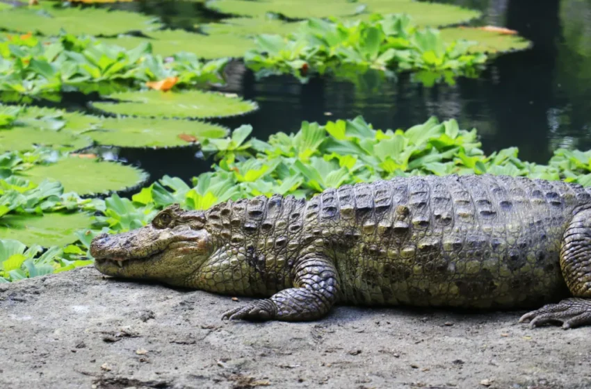  Parque Arruda Câmara preserva espécies de crocodilianos que já estiveram em risco de extinção