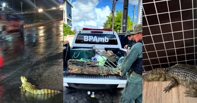  Três jacarés são resgatados pela polícia ambiental após chuvas na região Metropolitana de João Pessoa