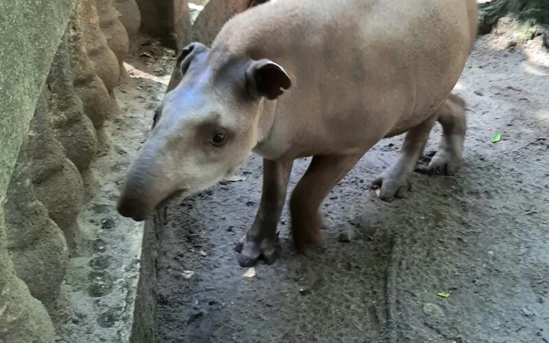  Semam intervém em resgate de anta atingida por queimadas e maus-tratos