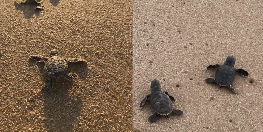  Projeto acompanha os ninhos de tartarugas na orla de João Pessoa e Cabedelo