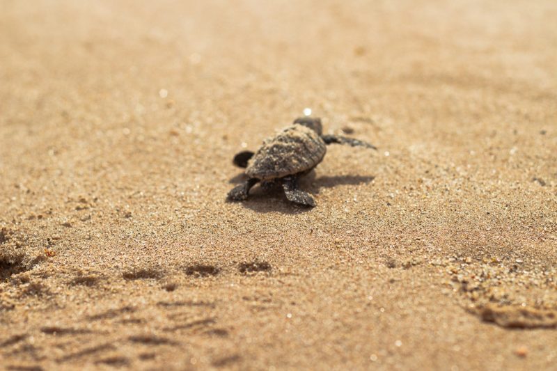  Tartarugas recém-nascidas marcam o início de 2025 na praia do Bessa, em João Pessoa