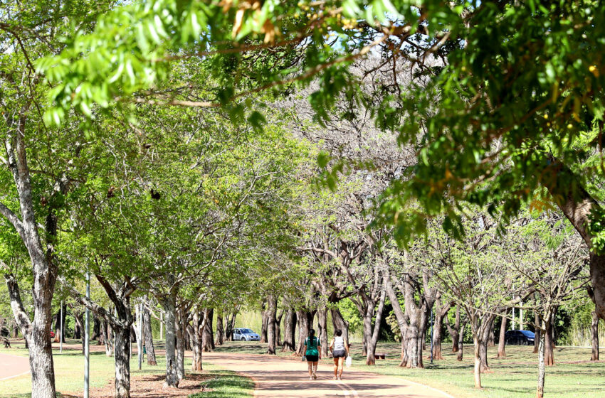  Rede de viveiros fortalecerá arborização urbana e recuperação ambiental na Paraíba