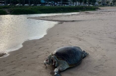  Tartaruga é encontrada sem vida na Praia de Cabo Branco, em João Pessoa