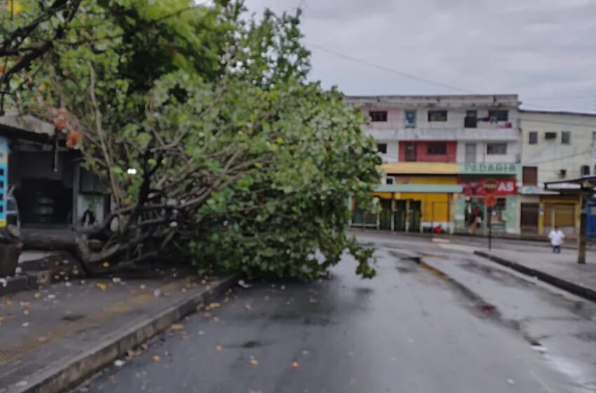  Tempestade em João Pessoa: Quedas de árvores afetam o trânsito em diversos trechos