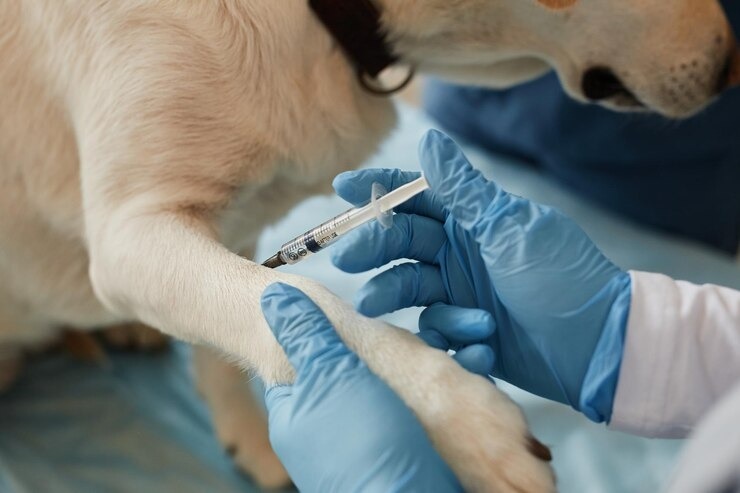  Veterinário orienta sobre atualização das vacinas para imunidade dos pets