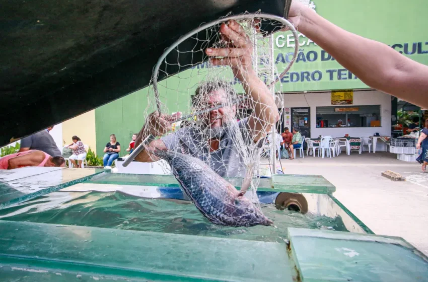 Venda de tilápia e outros frutos do mar movimentam Semana do Pescado