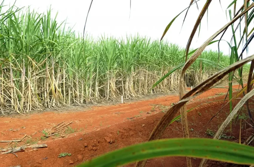 Produção de cana no Brasil será a segunda maior já registrada; prevê Conab