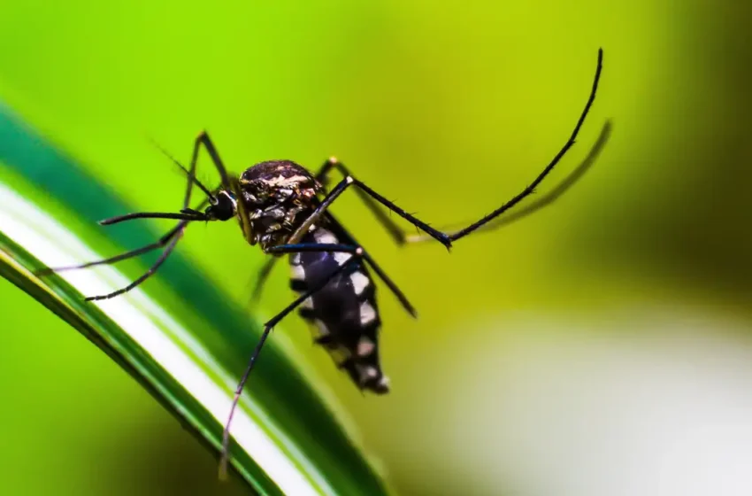 Ministério da Saúde pretende incluir vacina contra chikungunya no SUS