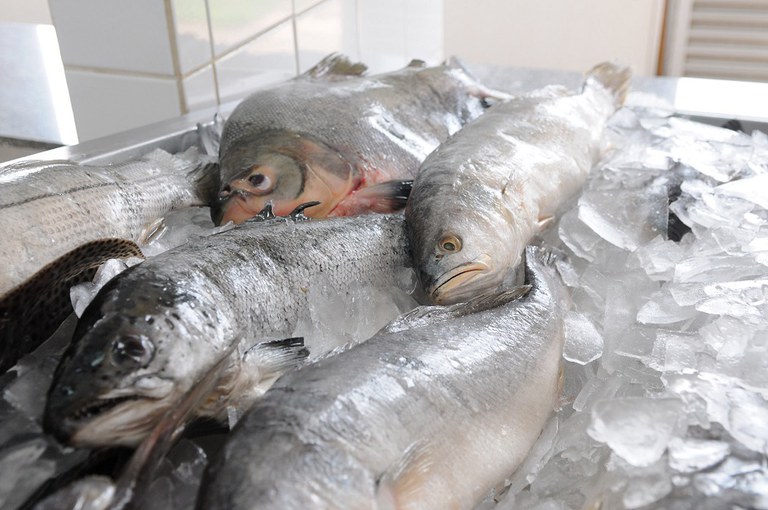  Leia nota emitida pela prefeitura de Pilar sobre casos de desintoxiacação alimentar após distribuição de peixes