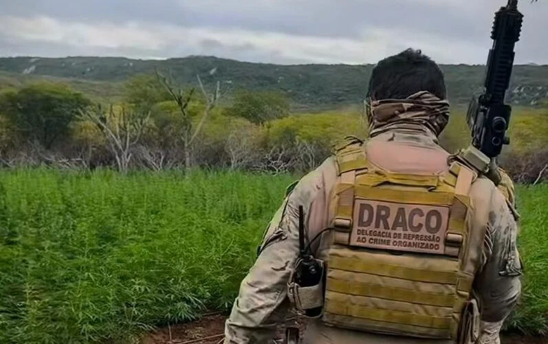 Policial militar e ex-vereador são investigados por plantação de maconha na zona rural de Taperoá, no Cariri paraibano