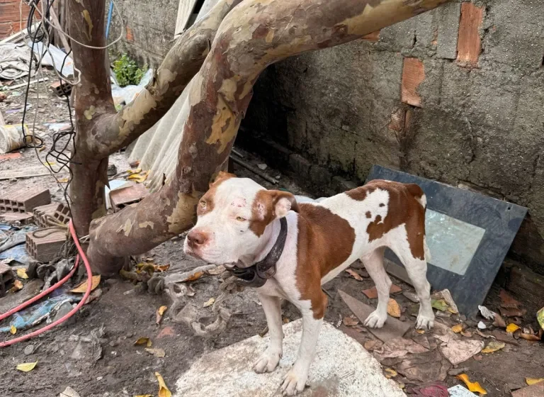  Denúncias contra maus-tratos à animais já podem rer feitas através de App oficial da Prefeitura de João Pessoa