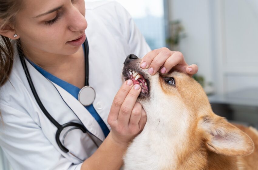 Maio Amarelo para os pets: Hospital alerta para a saúde bucal dos animais