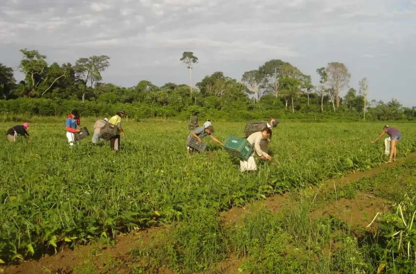 Renegociação de crédito rural é liberada para agricultores afetados pela seca no Rio Grande do Sul