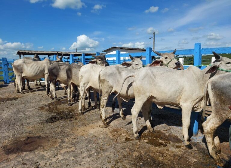 Empaer realiza leilão de bovinos das raças Gir, Sindi e Guzerá em Campina Grande neste sábado (24)