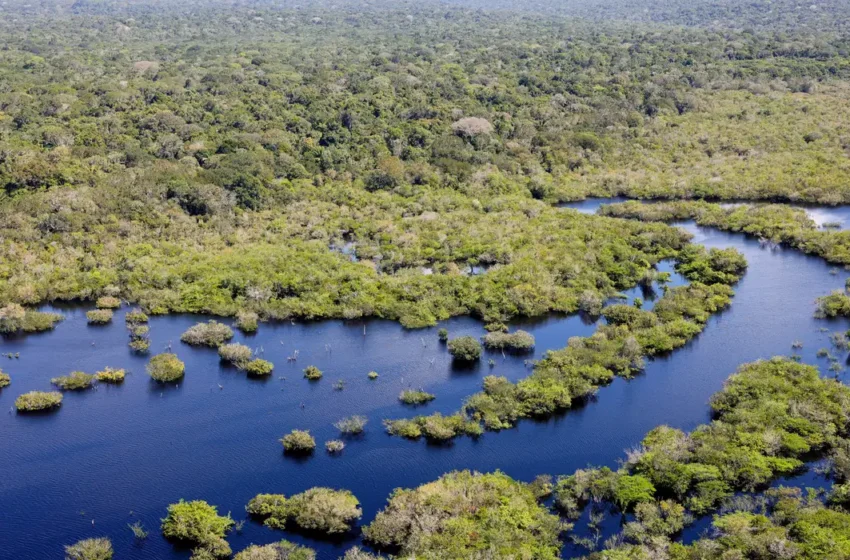 Desmatamento desacelera em 2024, mas ainda preocupa em alguns biomas