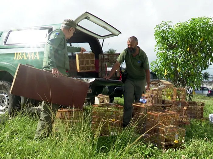 Operação ambiental resulta em resgate de aves silvestres e prisões na Feira de Oitizeiro, em João Pessoa