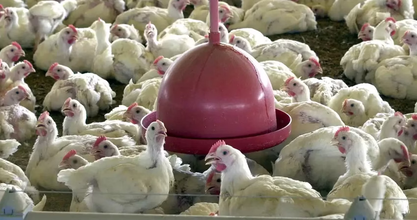 Surto de gripe aviária no RS faz China, União Europeia e Argentina interromperem importação de carne de frango do Brasil