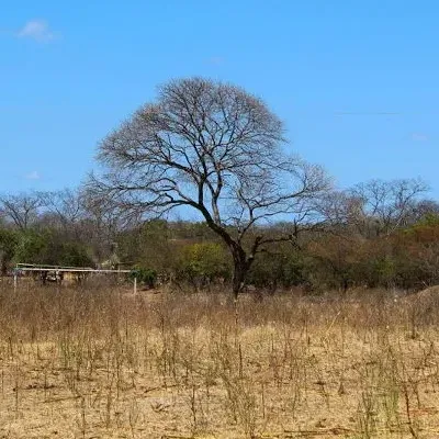  Reconhecimento federal de emergência por estiagem atinge quatro cidades paraibanas, confira