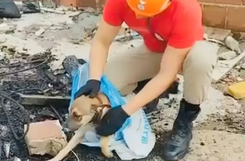 Cachorro é resgatado por bombeiros após cair em poço, em João Pessoa