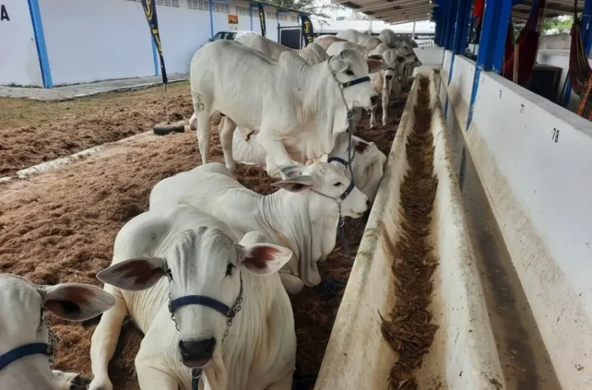 Termina nesta segunda (30) o prazo para atualização de rebanhos na Paraíba
