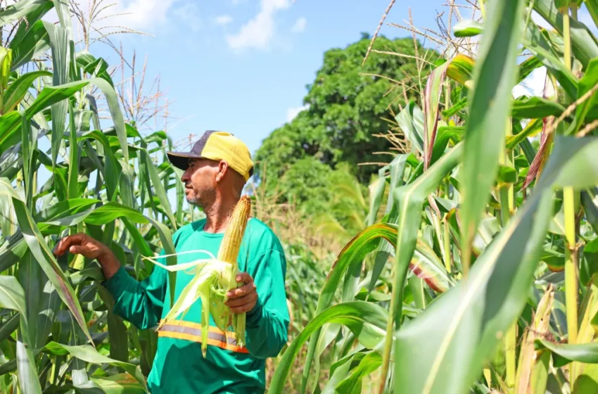 Agricultores do ‘Eu Posso Semear’ produzem 20 toneladas de milho para o período junino