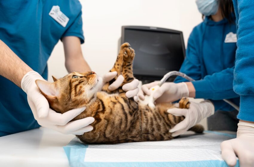 5 mitos e verdades sobre castração: entenda o procedimento que melhora a saúde e o comportamento dos pets