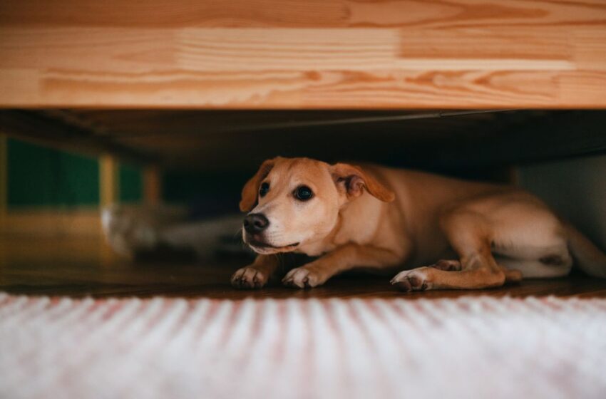Hospital Veterinário VIDA alerta para os riscos dos fogos com estampido para os pets durante o São João