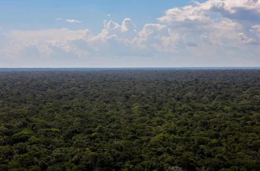 Organizações sociais apresentam plano de financiamento para conservação da Amazônia à presidência da COP30