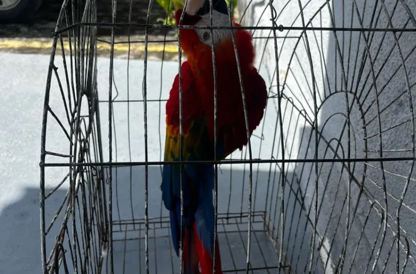  Arara roubada da Bica é localizada em Santa Rita; papagaio segue desaparecido