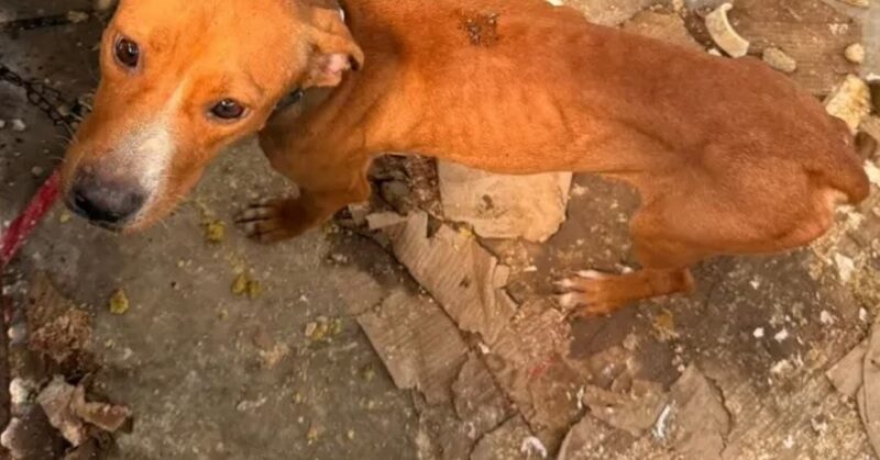 Após denúncia, Secupa resgata dois cães vítimas de maus-tratos no bairro Muçumagro