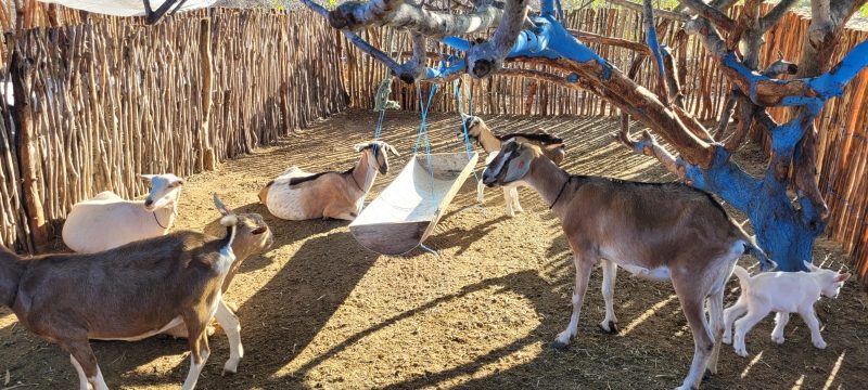 Projeto da CTG Brasil impulsiona agricultura familiar e caprinocultura em municípios da Paraíba