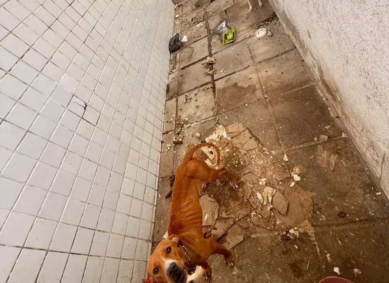 Prefeitura resgata cães que estavam sofrendo maus-tratos na Zona Sul da Capital
