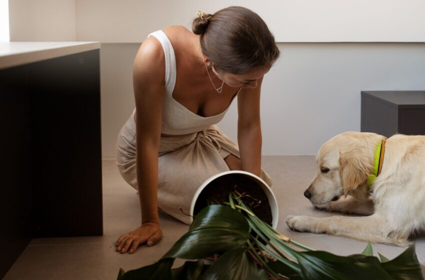 Plantas ornamentais comuns podem ser altamente tóxicas para cães e gatos, alerta veterinária