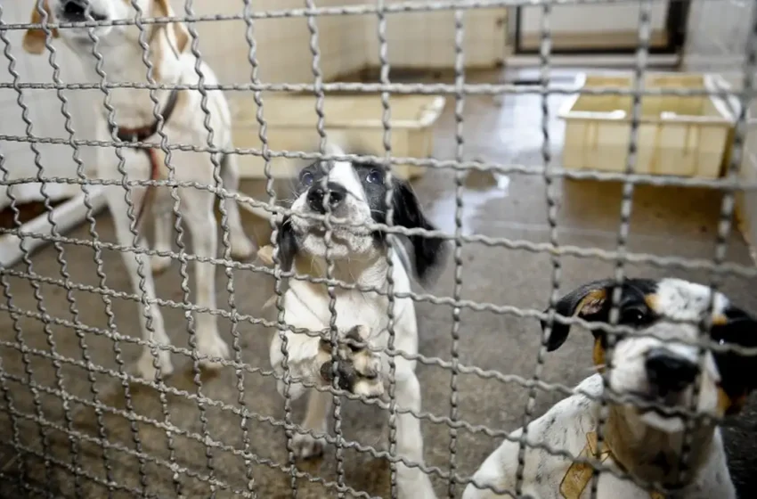 Câmara aprova projeto que proíbe testes em animais para cosméticos e itens de higiene