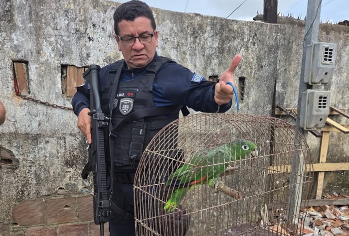  Papagaio da bica é encontrado no bairro do Roger
