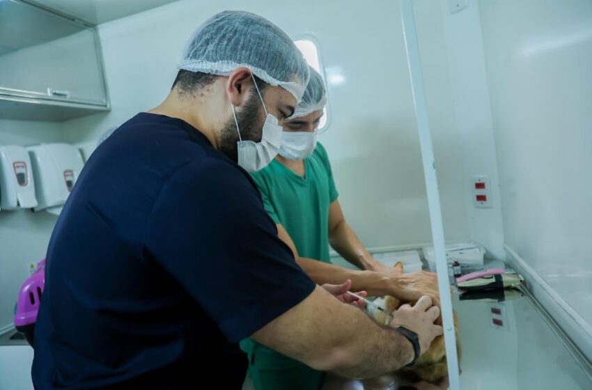 Secretaria de Saúde realiza castração de gatos e vacinação antirrábica no Alto do Mateus