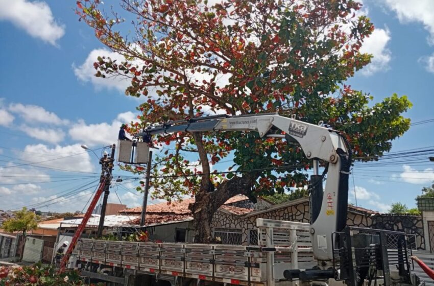  Prefeitura segue realizando podas pontuais de árvores nesta quarta-feira