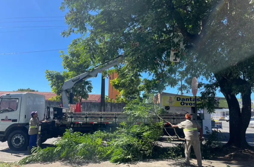  Serviços de podas de árvores em João Pessoa continuam no fim de semana