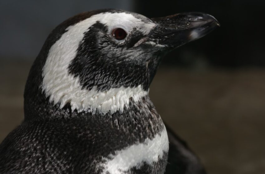  Pinguim resgatado em Alagoas é transferido para reabilitação no Aquário Paraíba