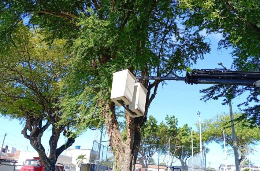  Sedurb inicia semana com podas de árvores em bairros de João Pessoa