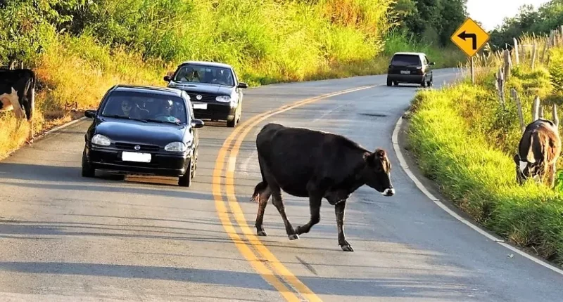  Colisão com vaca solta na PB-372 vira alvo de inquérito do MP no Sertão da Paraíba