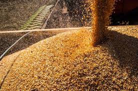  Valor da produção agrícola recua 3,9% em 2024 e soma R$ 783,2 bilhões, aponta IBGE