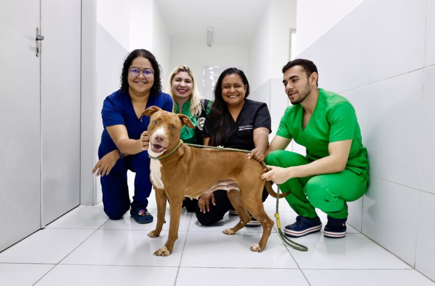  Centro de Zoonoses de João Pessoa registra mais de 500 atendimentos mensais, com maioria dos casos ligados ao abandono de animais