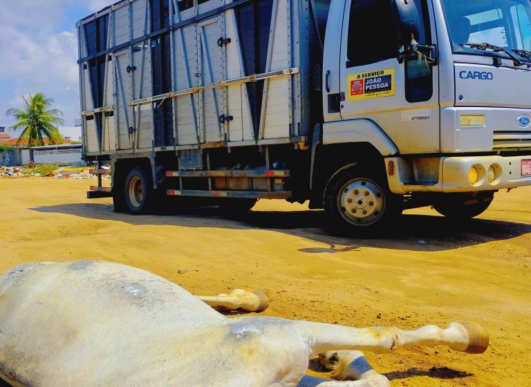  Resgate Rápido em João Pessoa: Cavalo é Salvado de Maus-Tratos Graças a Denúncia pelo App da Prefeitura