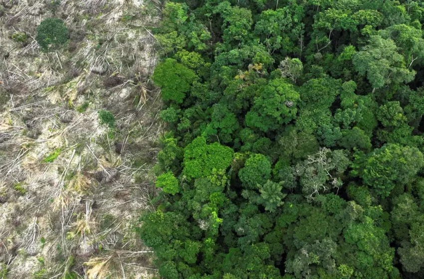 Estiagem na Amazônia se intensifica e floresta já aqueceu 2°C em 35 anos, aponta estudo da USP