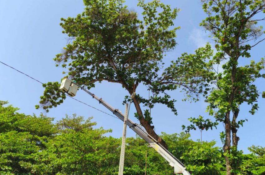  Prefeitura intensifica manutenção urbana com podas de árvores em Mangabeira e Castelo Branco