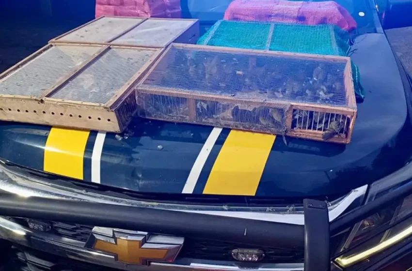  Mais de mil aves silvestres são resgatadas em operação no RJ — Crime foi descoberto após barulho no porta-malas