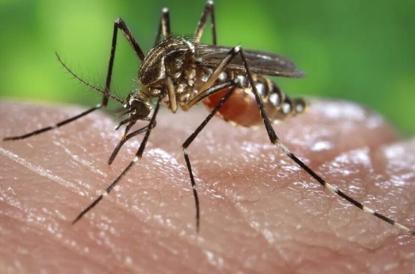  Casos de arboviroses caem na Paraíba em 2025, mas SES reforça alerta contra Aedes aegypti